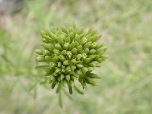 Stevia serrata, photograph 5