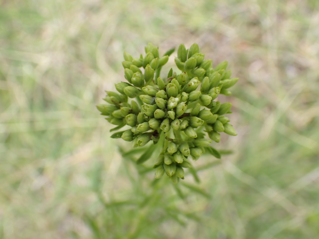 Stevia serrata; photograph (c) birdzilla, some rights reserved (CC BY)