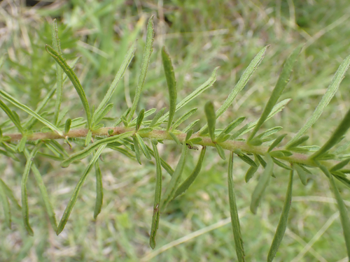 Stevia serrata, photograph 4