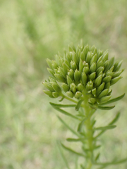 Stevia serrata, photograph (c) birdzilla, some rights reserved (CC BY)
