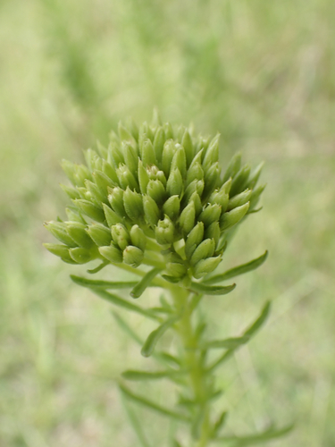 Stevia serrata, photograph 3