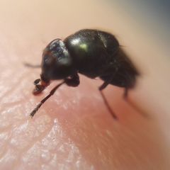 Discomyza