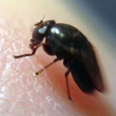 Discomyza