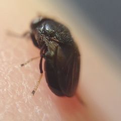 Discomyza