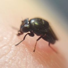 Discomyza