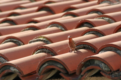 Haemorhous mexicanus