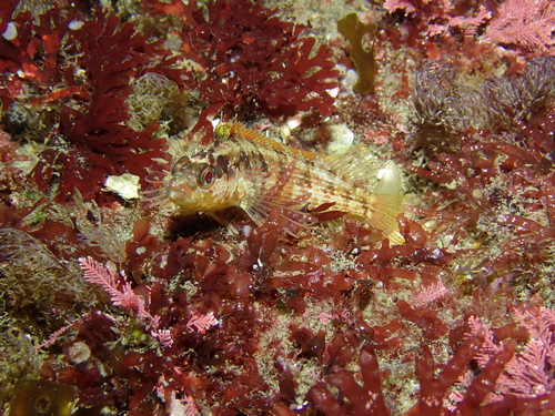 Island kelpfish (Alloclinus holderi) — Labrisomidae — 4
