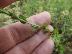 Triodanis