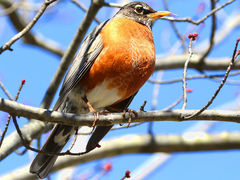 Turdus migratorius