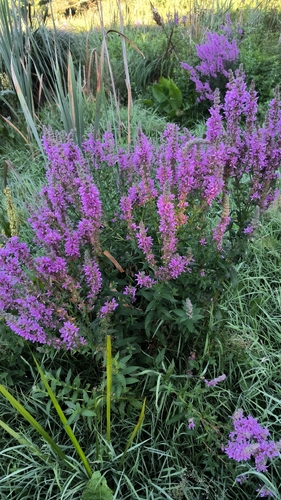 purple loosestrife