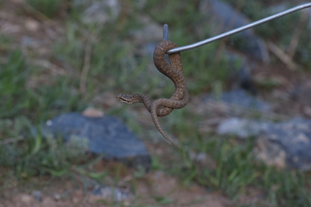 Alai Pit Viper