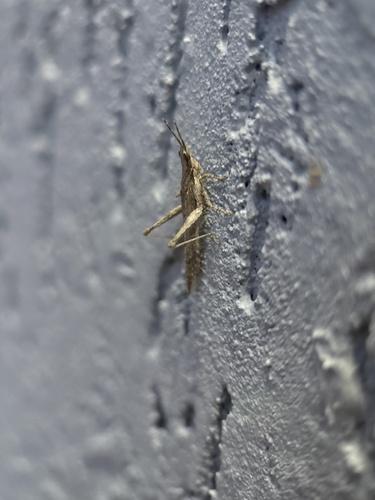 Cone-headed Grasshopper