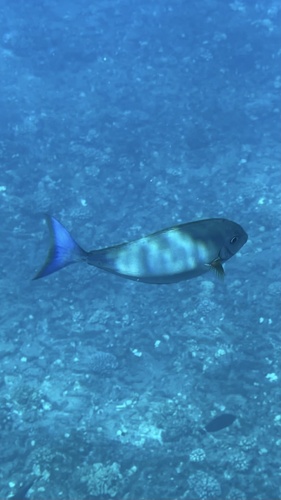 Naso hexacanthus, 2026-08-08
