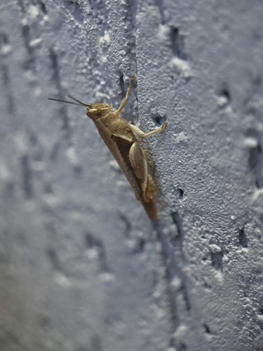 Diabolocatantops innotabilis