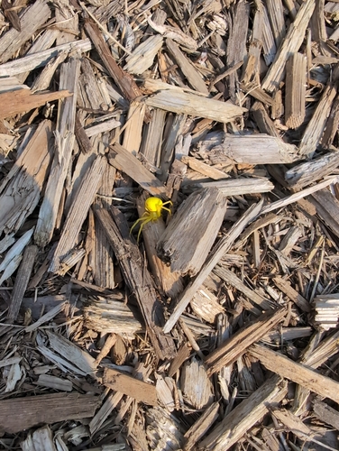 Goldenrod Crab Spider