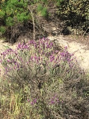 Lavandula stoechas