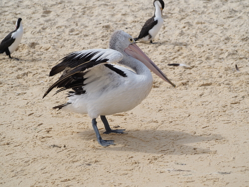 Australian Pelican