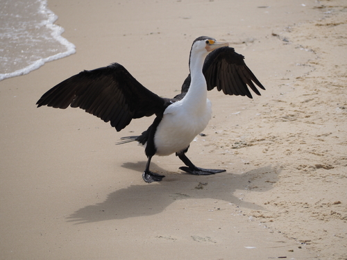 Pied Cormorant