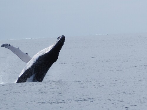 Southern Humpback Whale