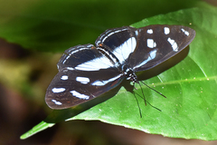 Vila azeca