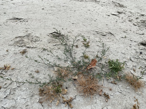 Polygonum graminifolium