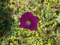 Callirhoe involucrata