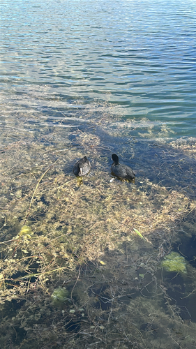Eurasian Coot