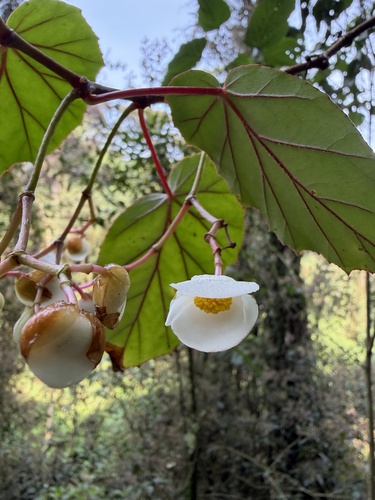 Begonia meyeri-johannis