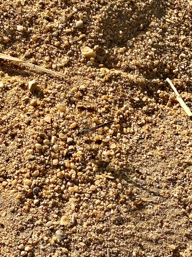Northern Banded Groundling
