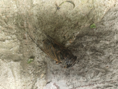 Eastern horse cicada