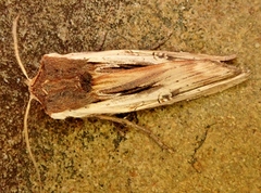 Xylena nupera