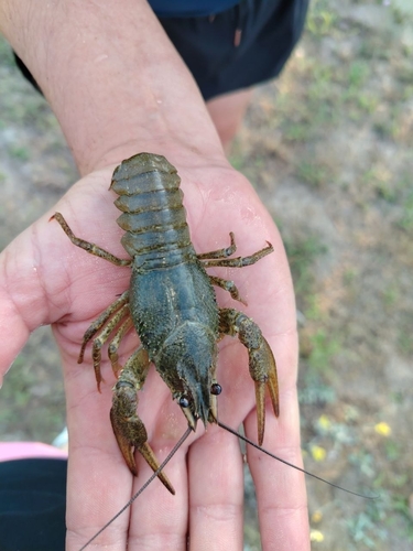 Narrow-clawed crayfish