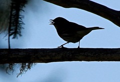 Setophaga coronata coronata