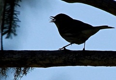 Setophaga coronata coronata