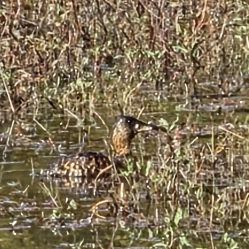 iNaturalist image