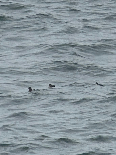 Crested Auklet (Aethia cristatella), photo 5