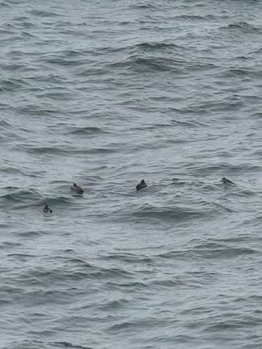 Crested Auklet (Aethia cristatella), photo 4