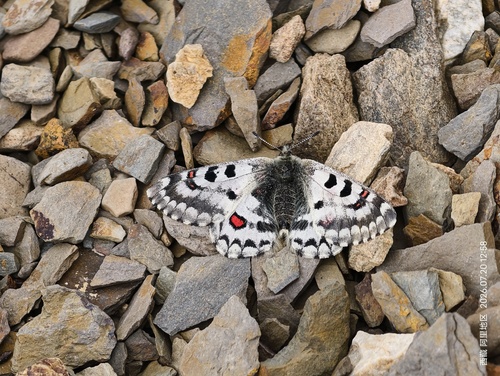 Common Red Apollo