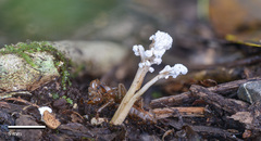 Cordyceps sinclairii