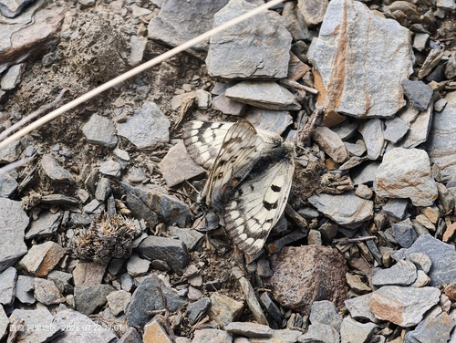 Black-edged Apollo