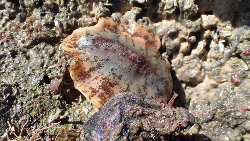 Scutus unguis observed 2026-08-09