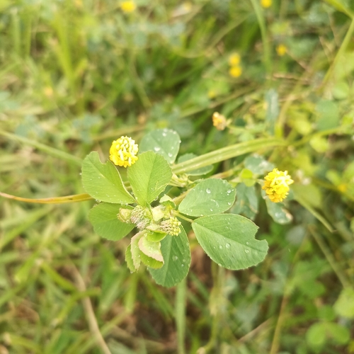 Black Medick