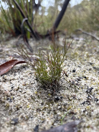 Platysace heterophylla observed 2026-08-09