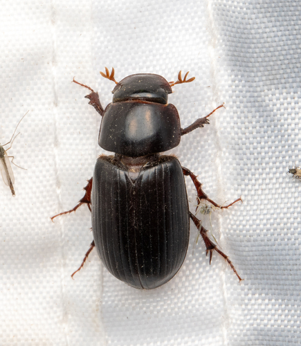 Night-flying Dung Beetle