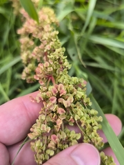Rumex pseudonatronatus, photograph (c) Yurii Basov, some rights reserved (CC BY)
