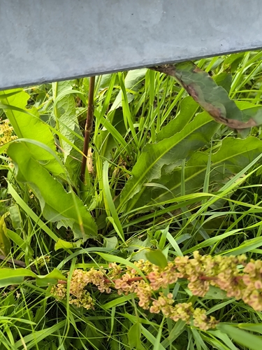 Rumex pseudonatronatus, photograph 5