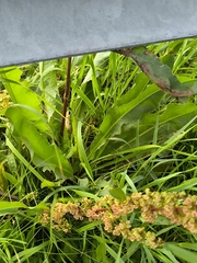 Rumex pseudonatronatus, photograph (c) Yurii Basov, some rights reserved (CC BY)