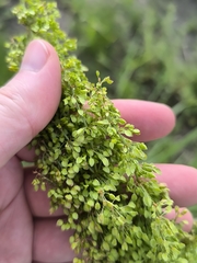 Rumex pseudonatronatus, photograph (c) Yurii Basov, some rights reserved (CC BY)