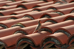 Haemorhous mexicanus