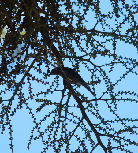 Yellow-spotted Honeyeater